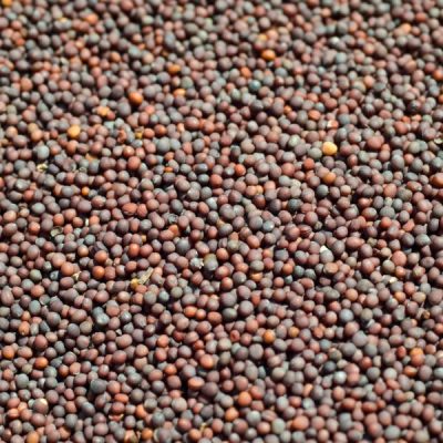 CHUK-DE Mustard Seeds 100g